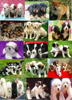 PERROS CACHORROS VARIAS RAZAS EN VENTA BOGOTA, COLOMBIA