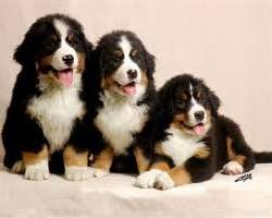 CACHORROS  VARIAS RAZAS DISPONIBLES TODO EL AO BOGOTA, COLOMBIA