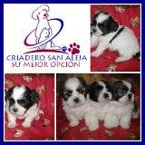 LINDOS  BOSTON TERRIER cali, colombia