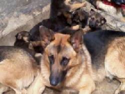 CACHORRITOS PASTOR ALEMAN CEL 3142905814 BOGOTA, COLOMBIA