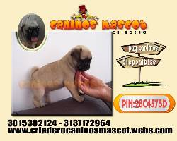 exelentes pug carlinos cachorros  medellin, colombia