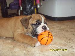 Vendo hermosos cachorros de bulldog ingles cartago, colombia