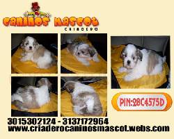 shitzu super hermosos medellin, colombia