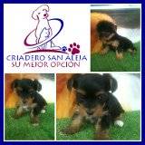 VENTA HERMOSOS CACHORROS DE  YORSHIRE TERRIER cali, colombia