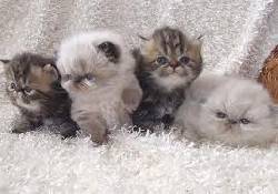 VENTA DE GATOS GFR cali, colombia