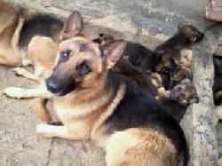 CACHORROS 100% PUROS PASTOR ALEMN TEL 6863807 BOGOTA, COLOMBIA