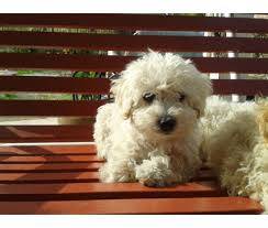 MINITOY VENTA DE PERROS GFR cali, colombia