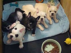 Regalo Lindos, inteligentes y muy limpios Cachorros Bul Lima, Colombia