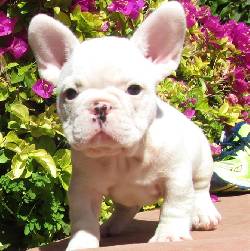 Calidad Bulldog Francs cachorros para adopcin Madrid, Espana