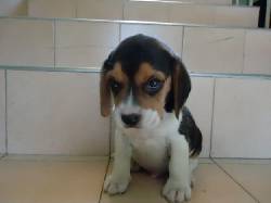 Se venden hermosos cachorros Beagle Tricolor 100% puros cali, calombia