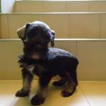 Se ofrecen hermosos cachorros Schnauzer Miniatura! cali, colombia