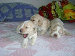 Se venden hermosos cachorros Cocker Spaniel 100% puros! cali, colombia