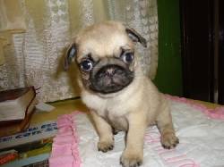 Se venden hermosos cachorros Pug Carlino 100% puros! cali, colombia