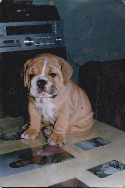Se venden hermosos cachorros Bulldog Ingles 100% puros! cali, colombia