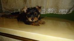 Se venden hermosos cachorros Yorkshire Terrier! cali, colombia