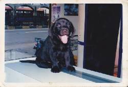Se venden hermosos cachorros Labrador Chocolate!  cali, colombia