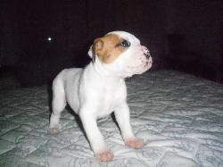 Se ofrecen hermosos cachorros Boxer Albino y Dorado!!! cali, colombia