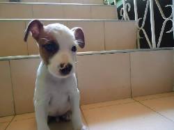 Se ofrecen hermosos cachorros Jack Russell Terrier cali, colombia