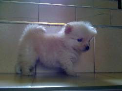 Se venden hermosos cachorros Pomerania Lulu 100% puros! cali, colombia