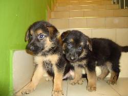 Se venden hermosos cachorros Pastor Aleman 100% puros! cali, colombia