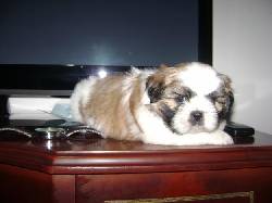Se venden hermosos cachorros Shih-tzu 100% puros!!! cali, colombia