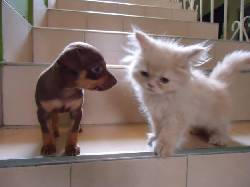 Se venden hermosos cachorros Pinscher 100% puros cali, colombia