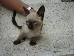 Se ofrecen hermosos gatos siames 100% puros!!! cali, colombia