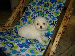 Se venden hermosos cachorros French Poodle 100% puros! cali, colombia