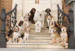 VENTA DE PERROS CNH cali, colombia