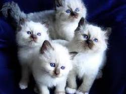 VENTA DE GATOS mki cali, colombia