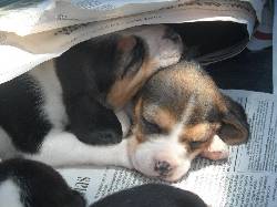 HERMOSOS  CACHORRITOS BEAGLES 13