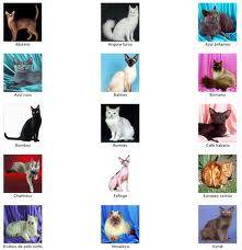 VENTA DE GATOS  CNM cali, colombia