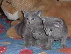 VENTA DE GATOS AZUL RUSO  CNV cali, colombia