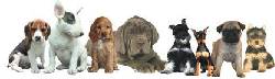 VENTA DE  CACHORROS  CCD cali, colombia