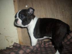HERMOSOS CACHORRITOS BOSTON TERRIER  BOGOTA, COLOMBIA