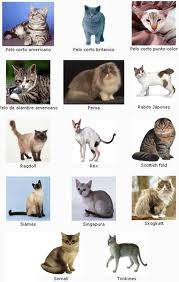 VENTA DE GATOS CNV cali, colombia