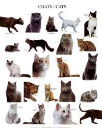 VENTA DE GATOS BNH cali, colombia