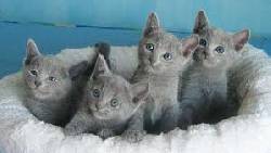 AZUL RUSO VENTA DE GATOS  xcv cali, colombia