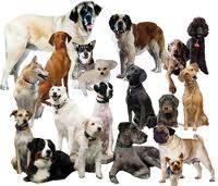 VENTA DE  PERROS  CCD cali, colombia