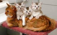 GATOS EN ADOPCION NVH cali, colombia