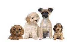 VENTA DE  CACHORROS  CFG cali, colombia