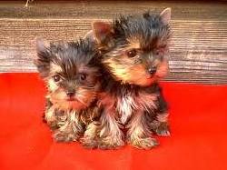 yorkshire terrier san juan, puerto rico