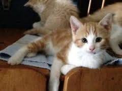 GATOS EN ADOPCION cali, colombia