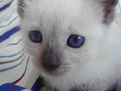 SIAMES VENTA DE GATOS 120 NJS cali, colombia