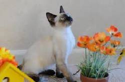SIAMES VENTA DE GATOS NDJ cali, colombia