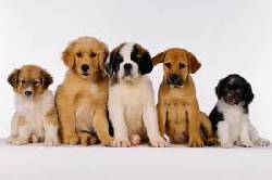 VENTA DE CACHORROS CNH cali, colombia