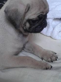 vendo hermosas pug armenia, colombia