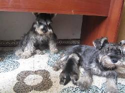 VENTA DE CACHORRO SCHNAUZER Lima, Peru