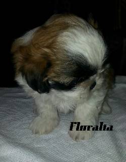 SHIH TZU MINI CUP! Bogot, Colombia