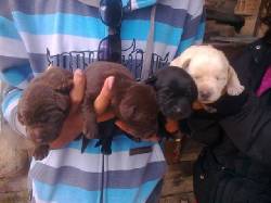 CACHORROS LABRADOR CHOCOLATES Y NEGROS bogota, colombia
